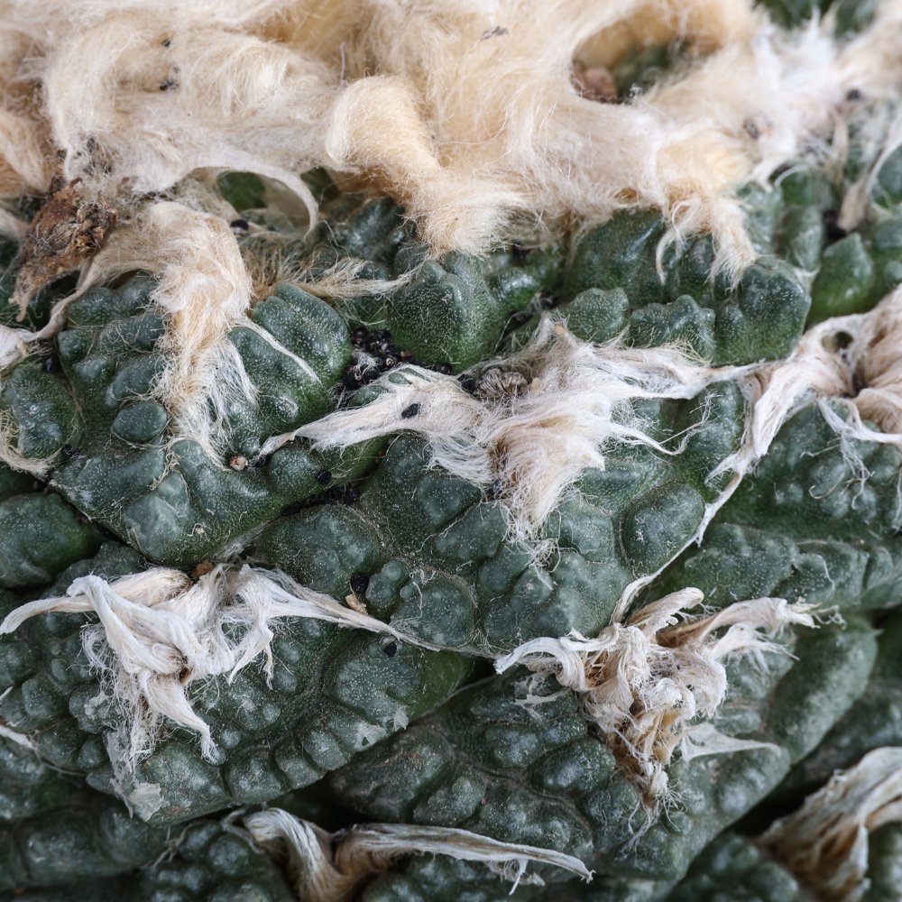 Ariocarpus fissuratus Ø 17