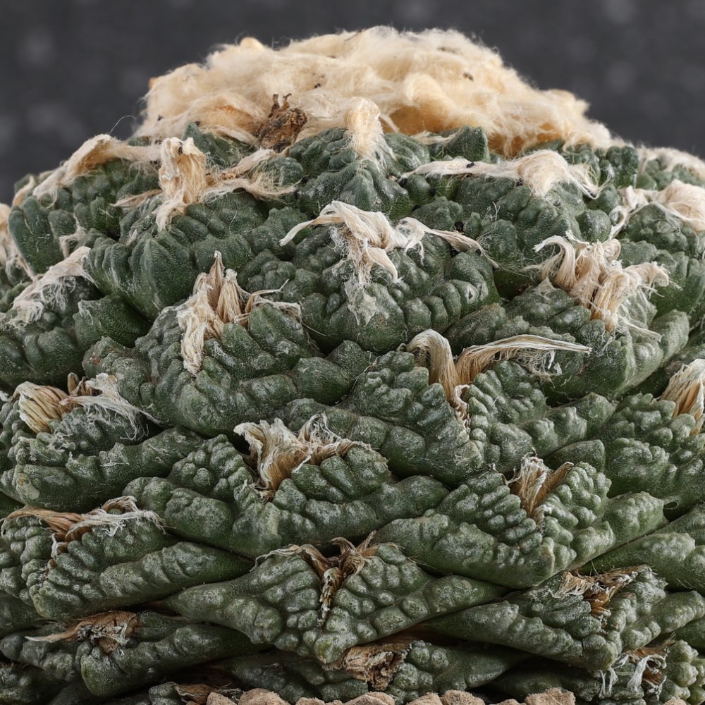 Ariocarpus fissuratus Ø 17