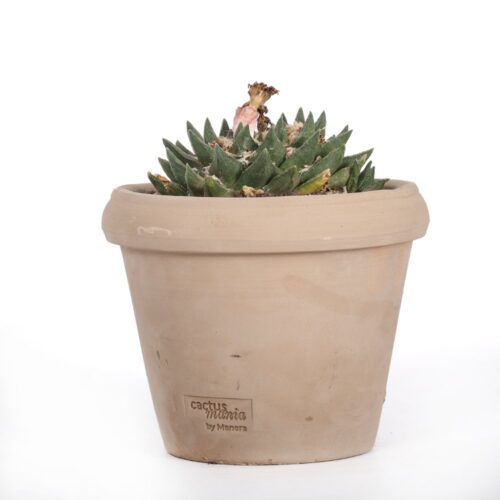 Ariocarpus hybrid Ø 18 cm