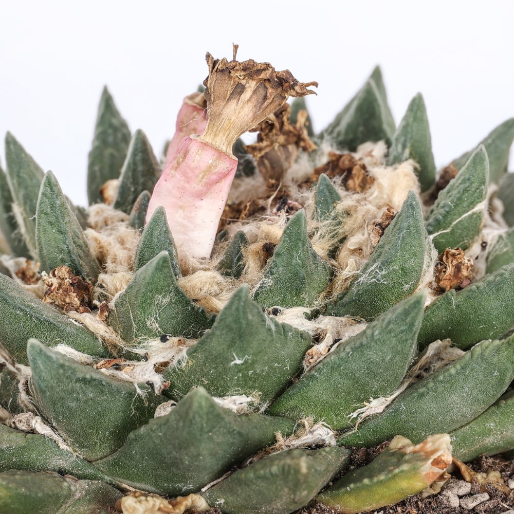 Ariocarpus hybrid Ø 18 cm