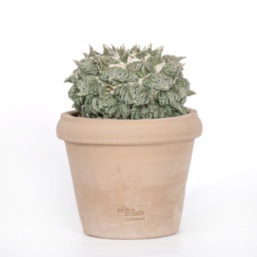 Ariocarpus hybrid Ø 18 cm