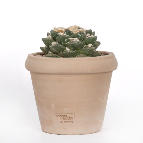 Ariocarpus hybrid Ø 18 cm