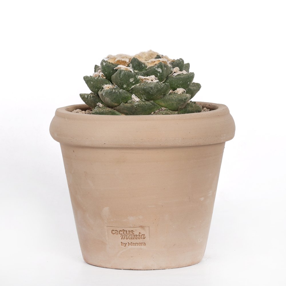 Ariocarpus hybrid Ø 18 cm