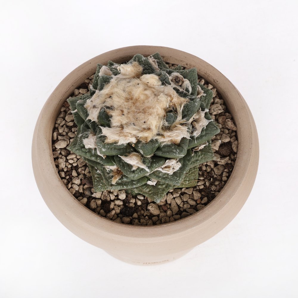 Ariocarpus hybrid Ø 18 cm