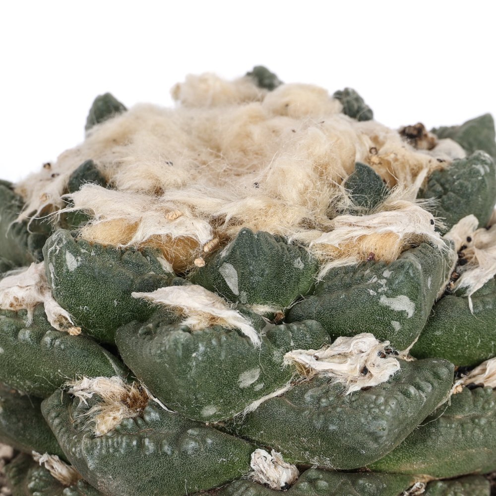 Ariocarpus hybrid Ø 18 cm