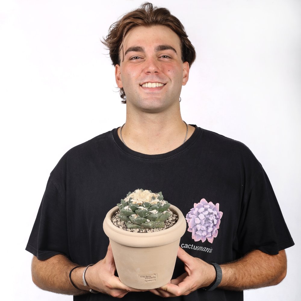 Ariocarpus hybrid Ø 18 cm