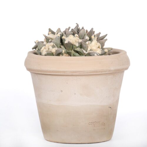 Ariocarpus hybrid Ø 18 cm