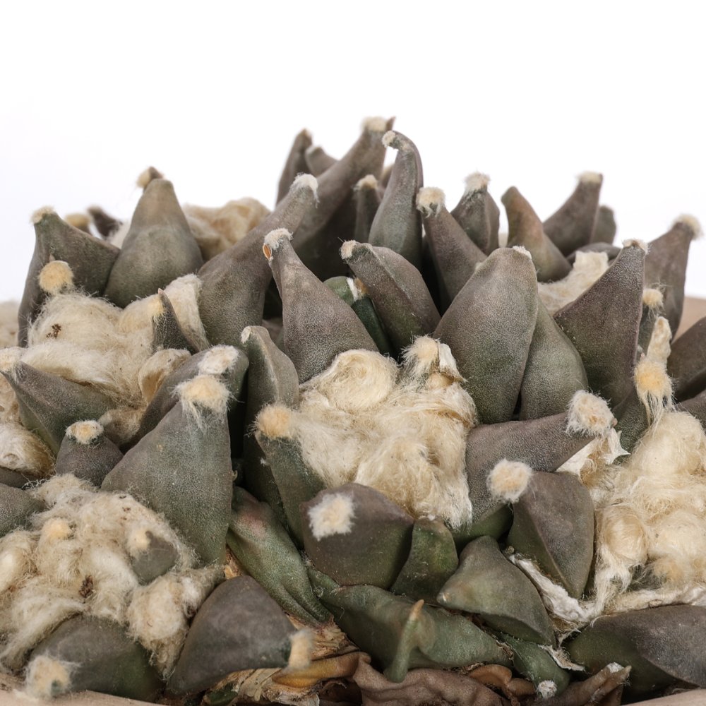 Ariocarpus hybrid Ø 18 cm