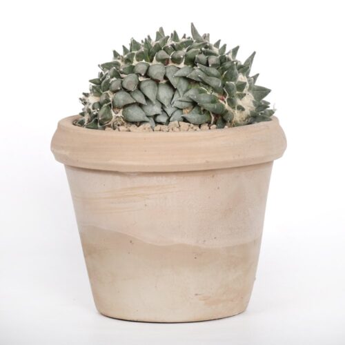 Ariocarpus trigonus f. crestata Ø 18