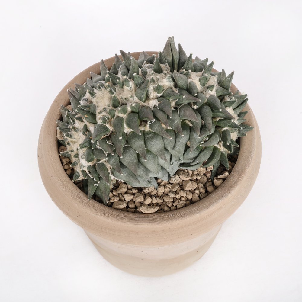 Ariocarpus trigonus f. crestata Ø 18