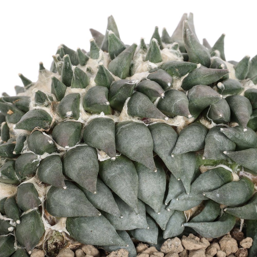 Ariocarpus trigonus f. crestata Ø 18