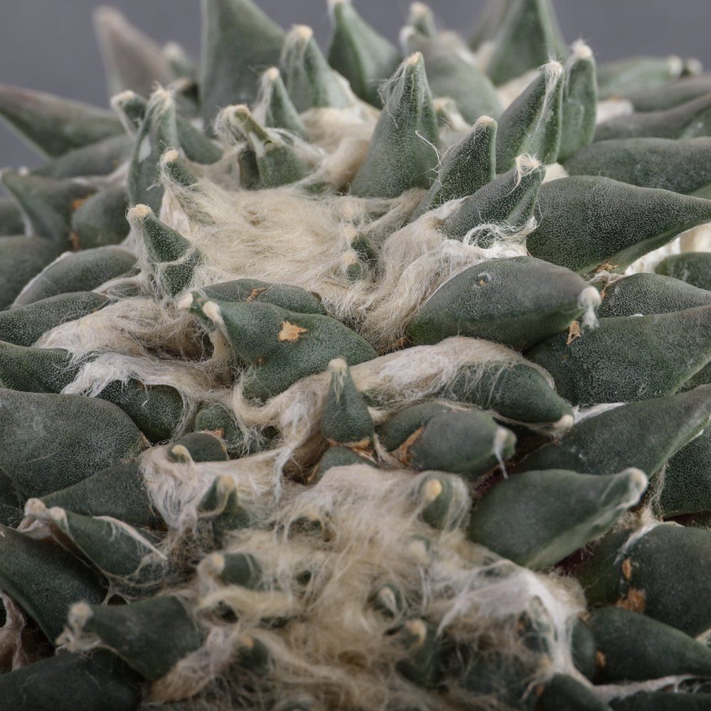 Ariocarpus trigonus f. crestata Ø 18