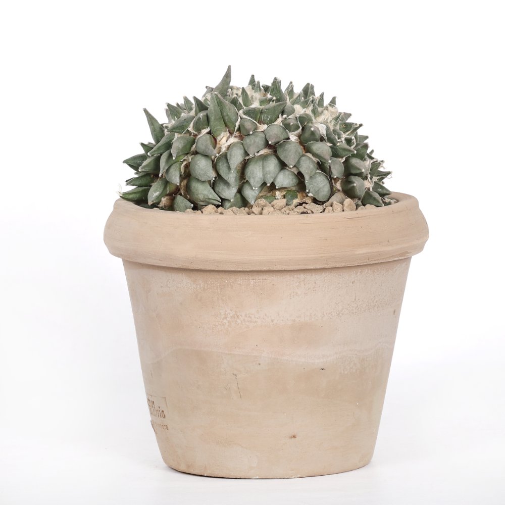 Ariocarpus trigonus f. crestata Ø 18