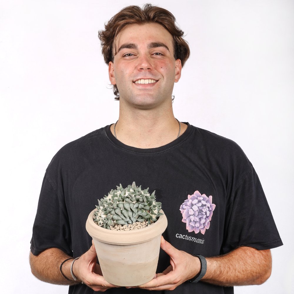 Ariocarpus trigonus f. crestata Ø 18
