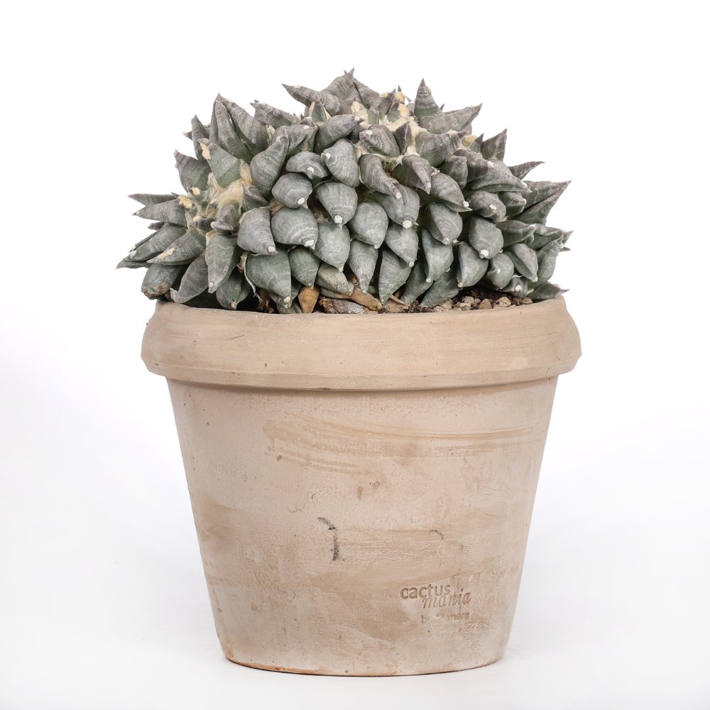 Ariocarpus hybrid f. crestata Ø 18 cm