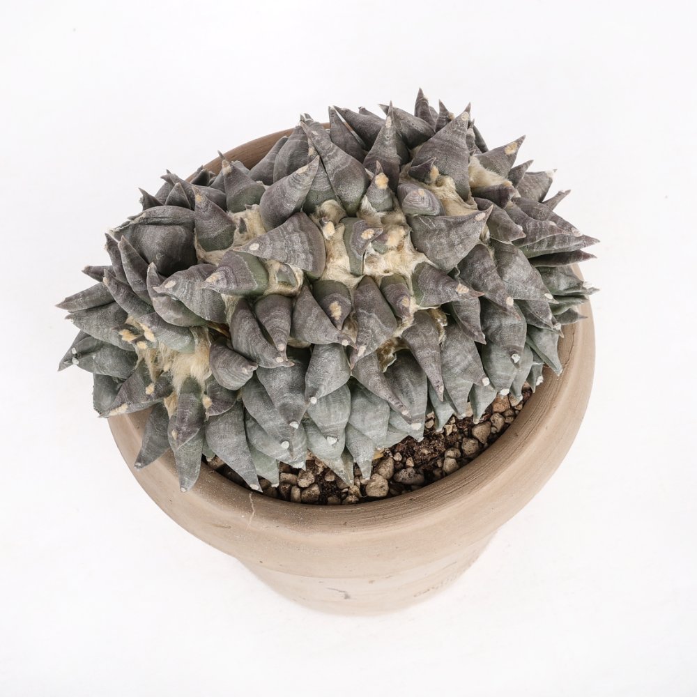 Ariocarpus hybrid f. crestata Ø 18 cm