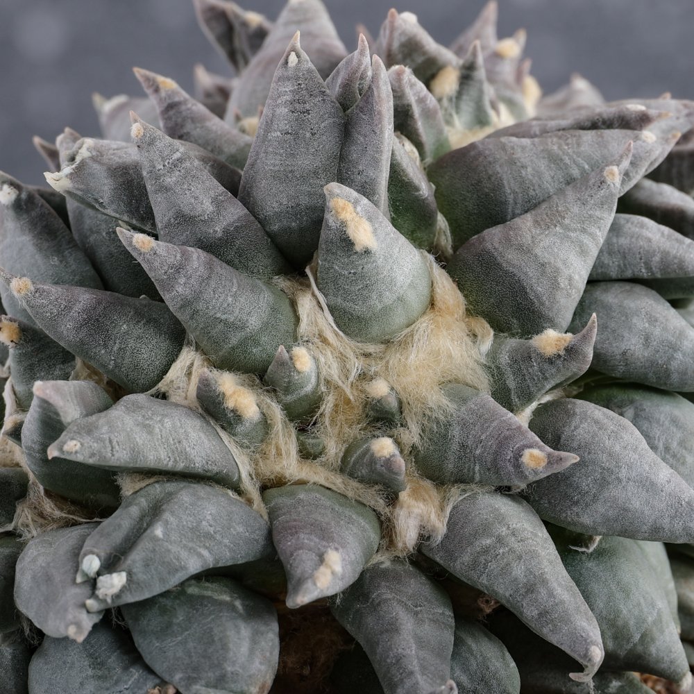 Ariocarpus hybrid f. crestata Ø 18 cm