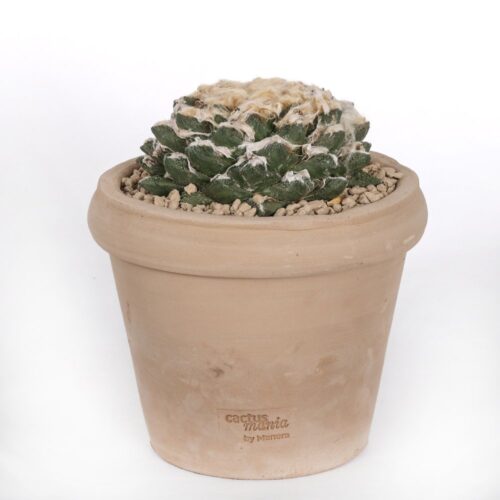 Ariocarpus hybrid Ø 18 cm