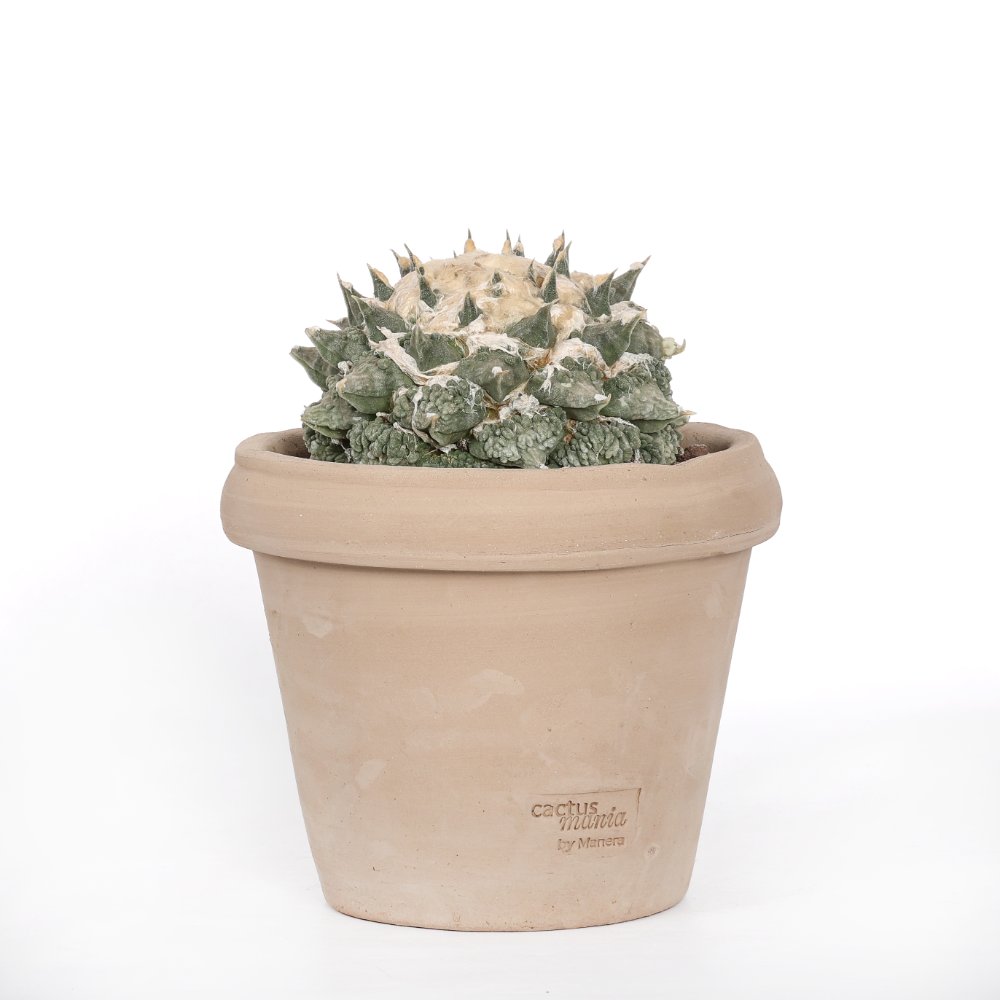 Ariocarpus hybrid Ø 18 cm