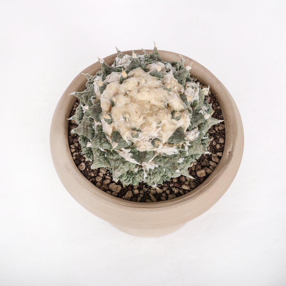 Ariocarpus hybrid Ø 18 cm