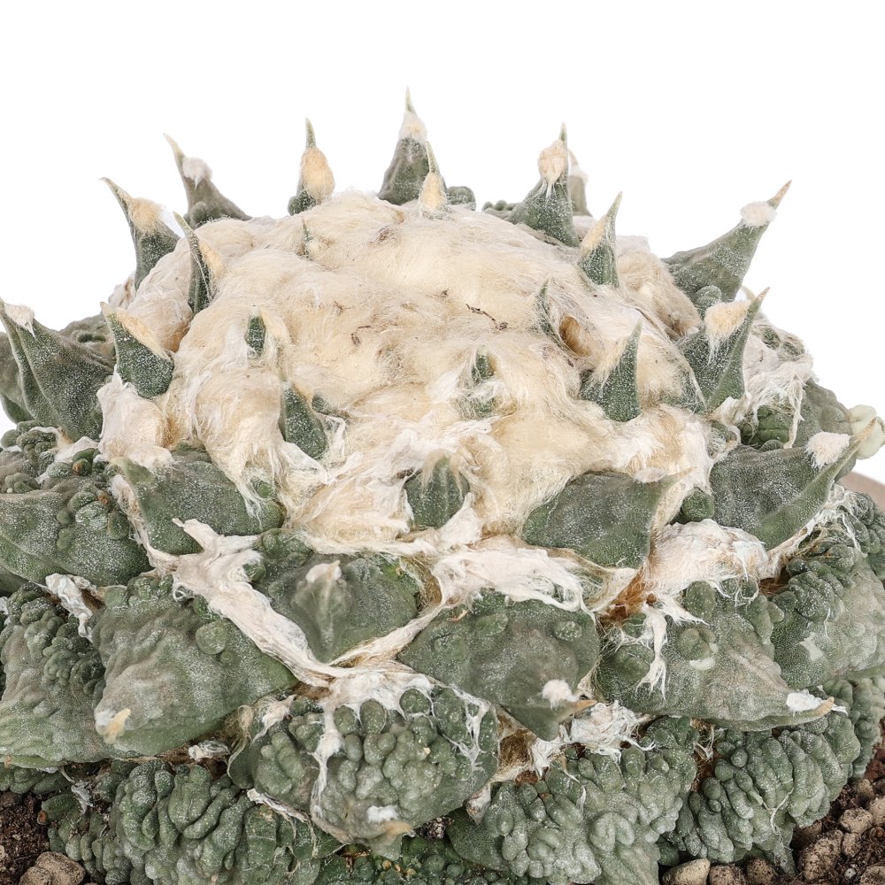 Ariocarpus hybrid Ø 18 cm