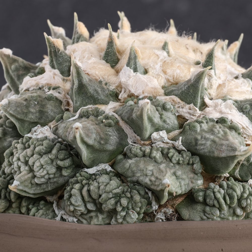Ariocarpus hybrid Ø 18 cm