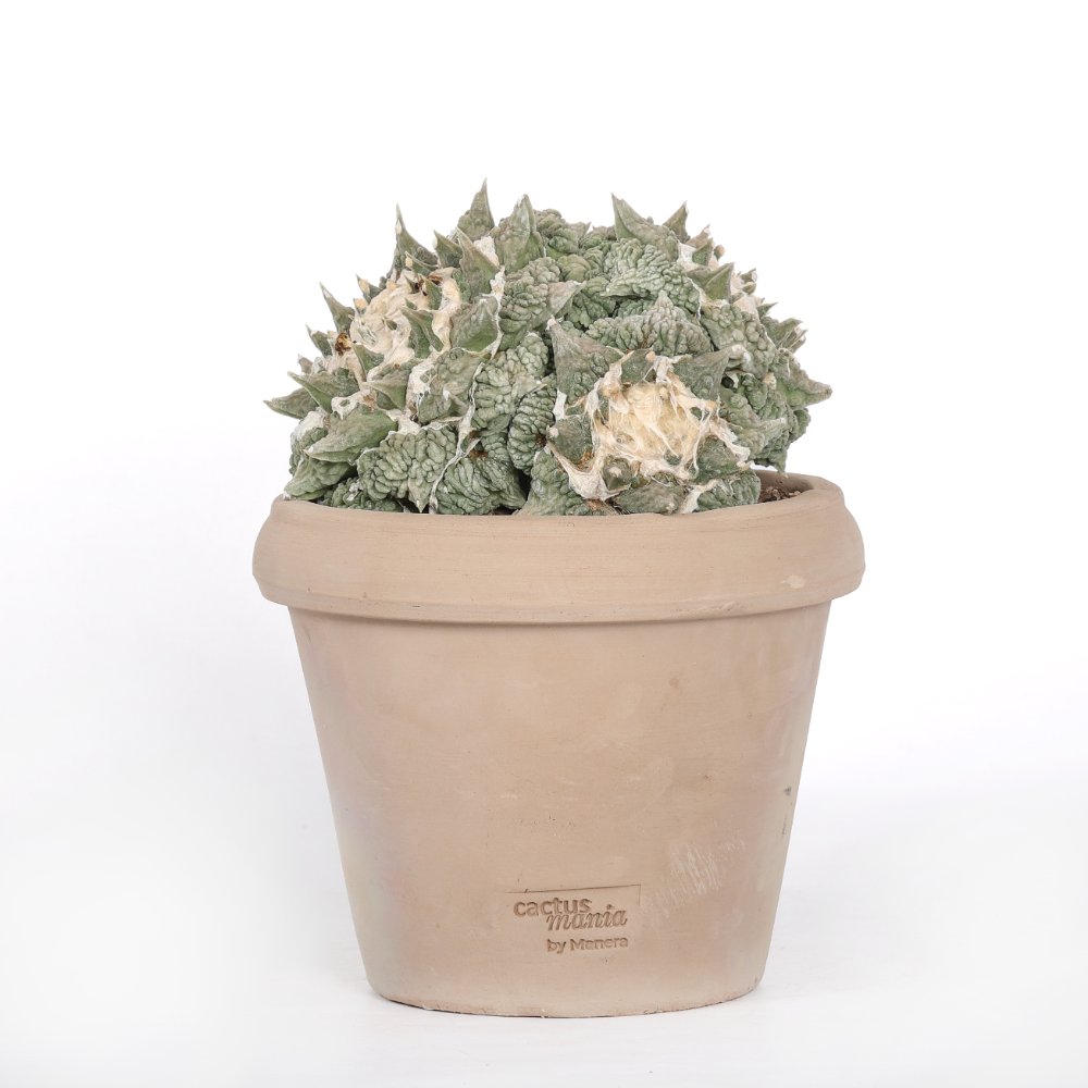 Ariocarpus hybrid Ø 18 cm