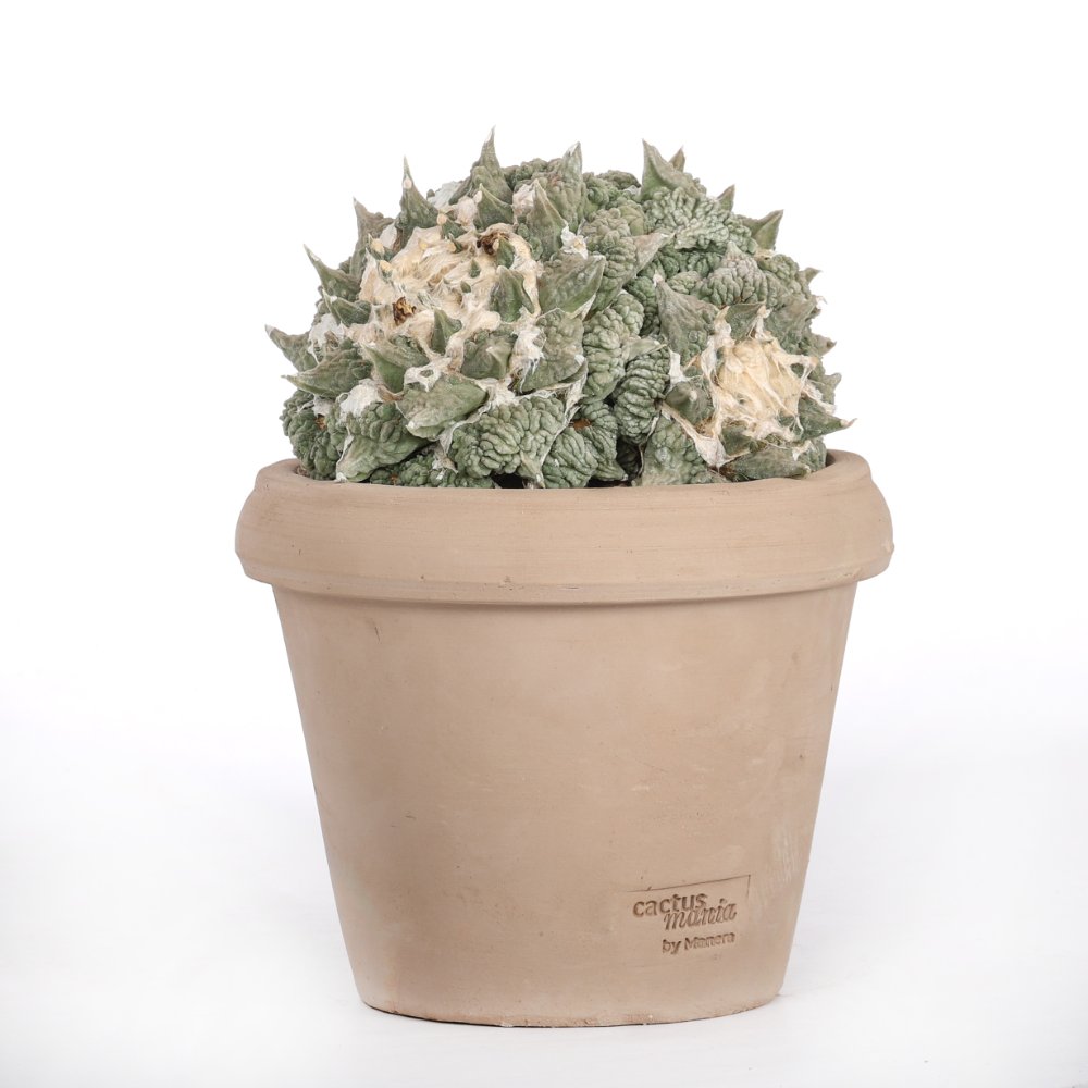 Ariocarpus hybrid Ø 18 cm