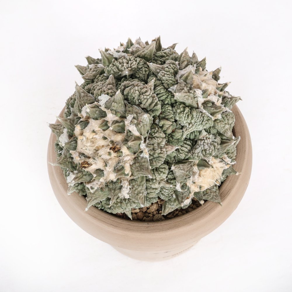 Ariocarpus hybrid Ø 18 cm
