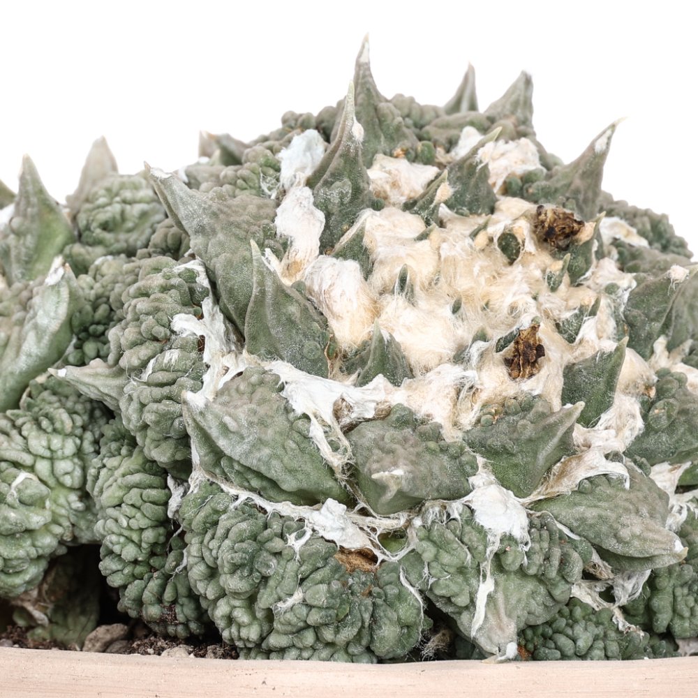 Ariocarpus hybrid Ø 18 cm