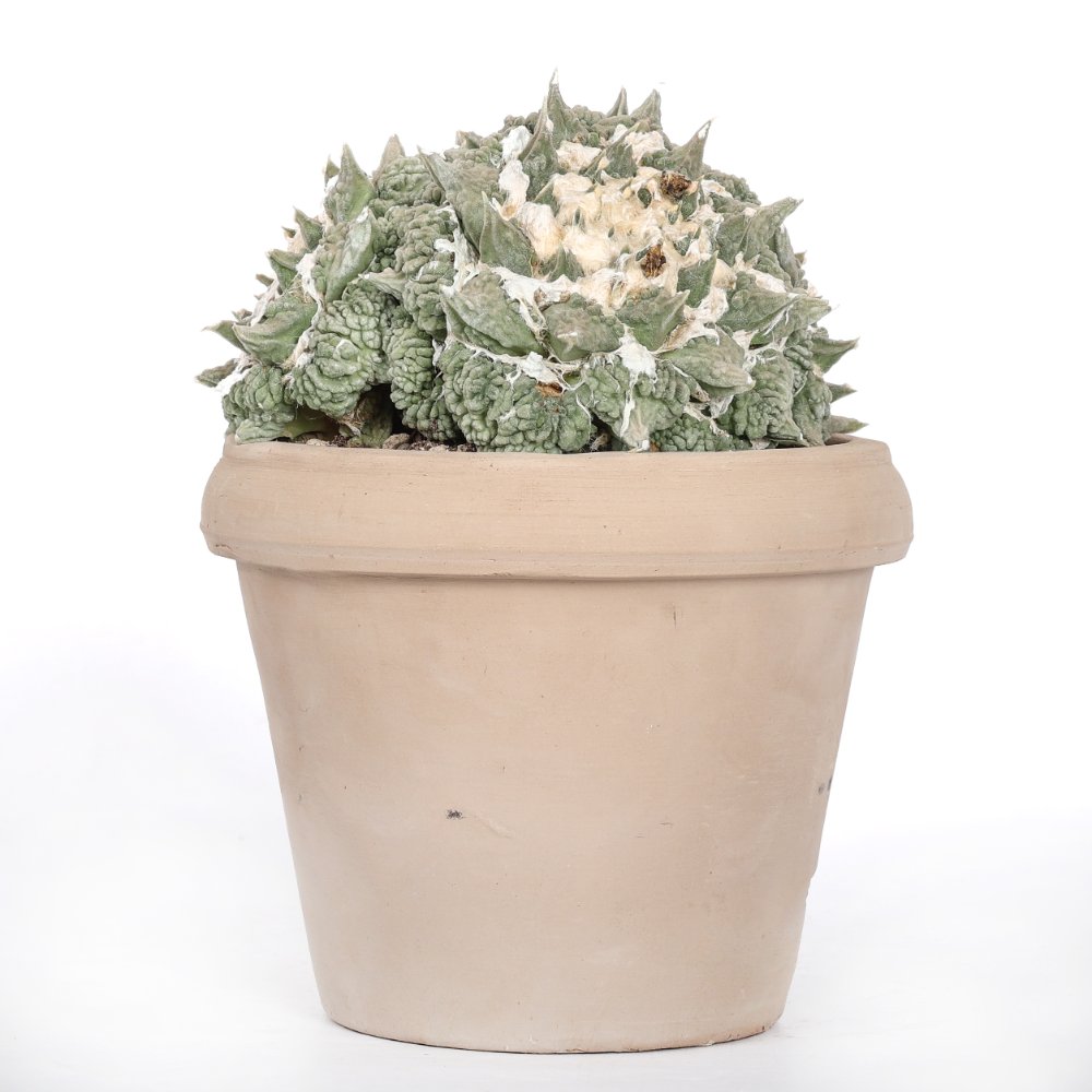 Ariocarpus hybrid Ø 18 cm