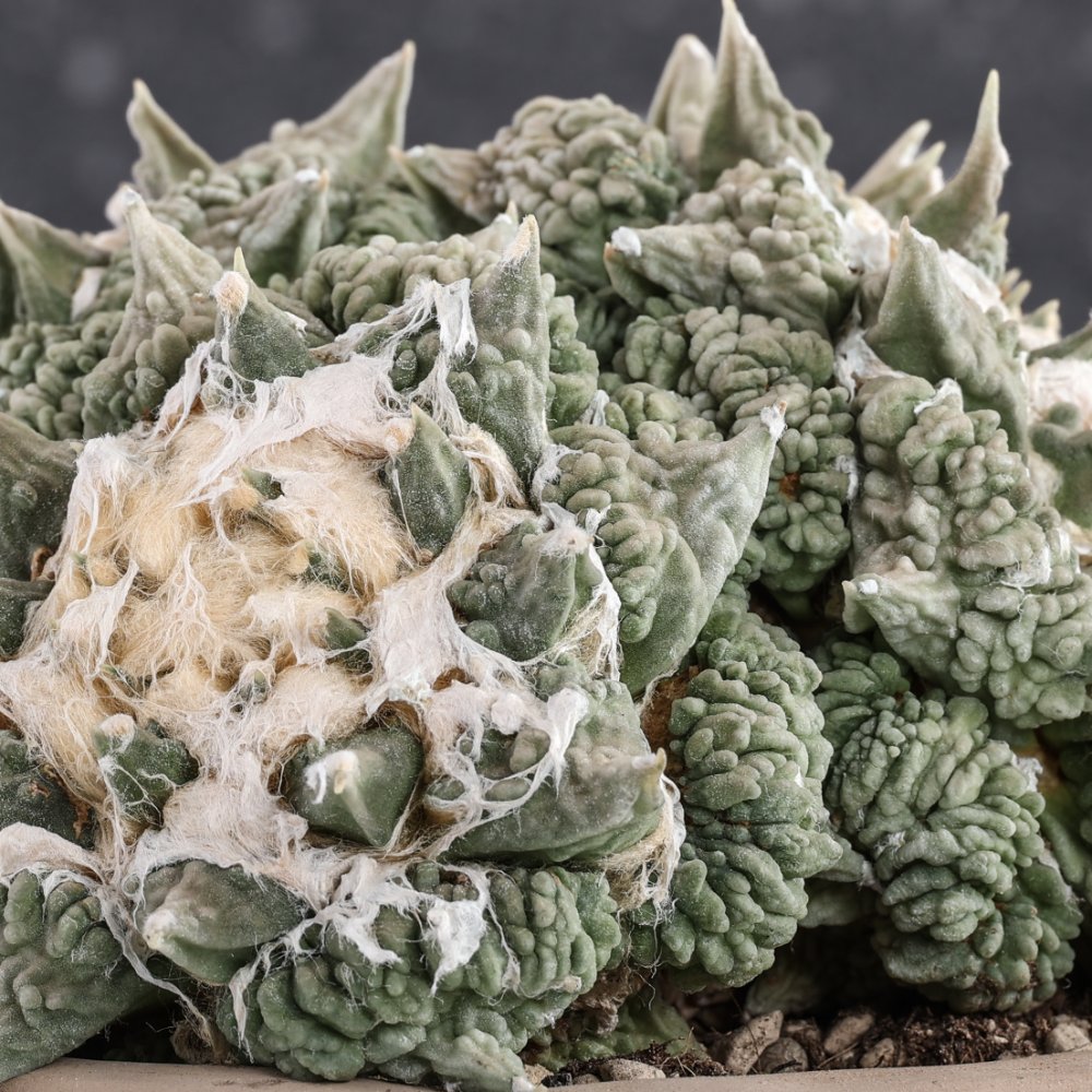 Ariocarpus hybrid Ø 18 cm