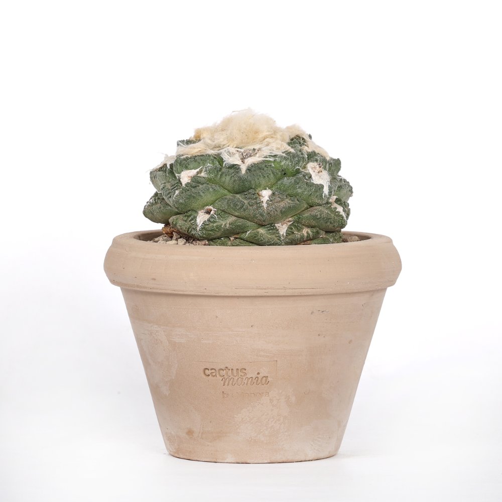 Ariocarpus hybrid Ø 14 cm