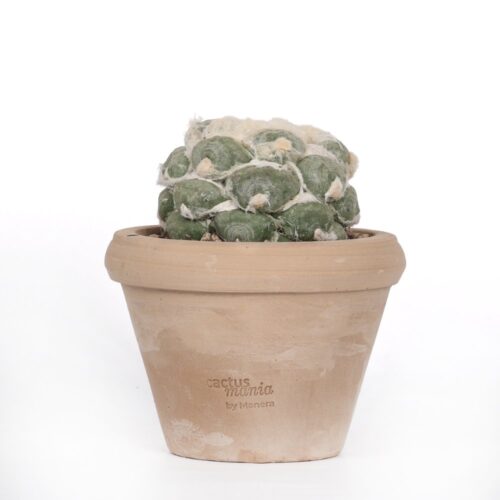 Ariocarpus hybrid Ø 14 cm