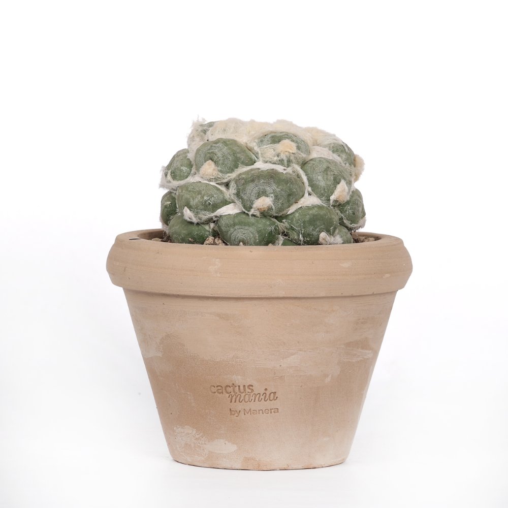 Ariocarpus hybrid Ø 14 cm