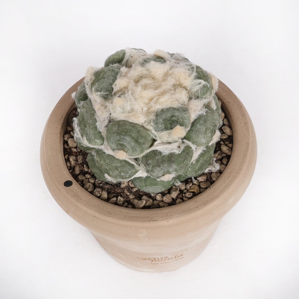 Ariocarpus hybrid Ø 14 cm