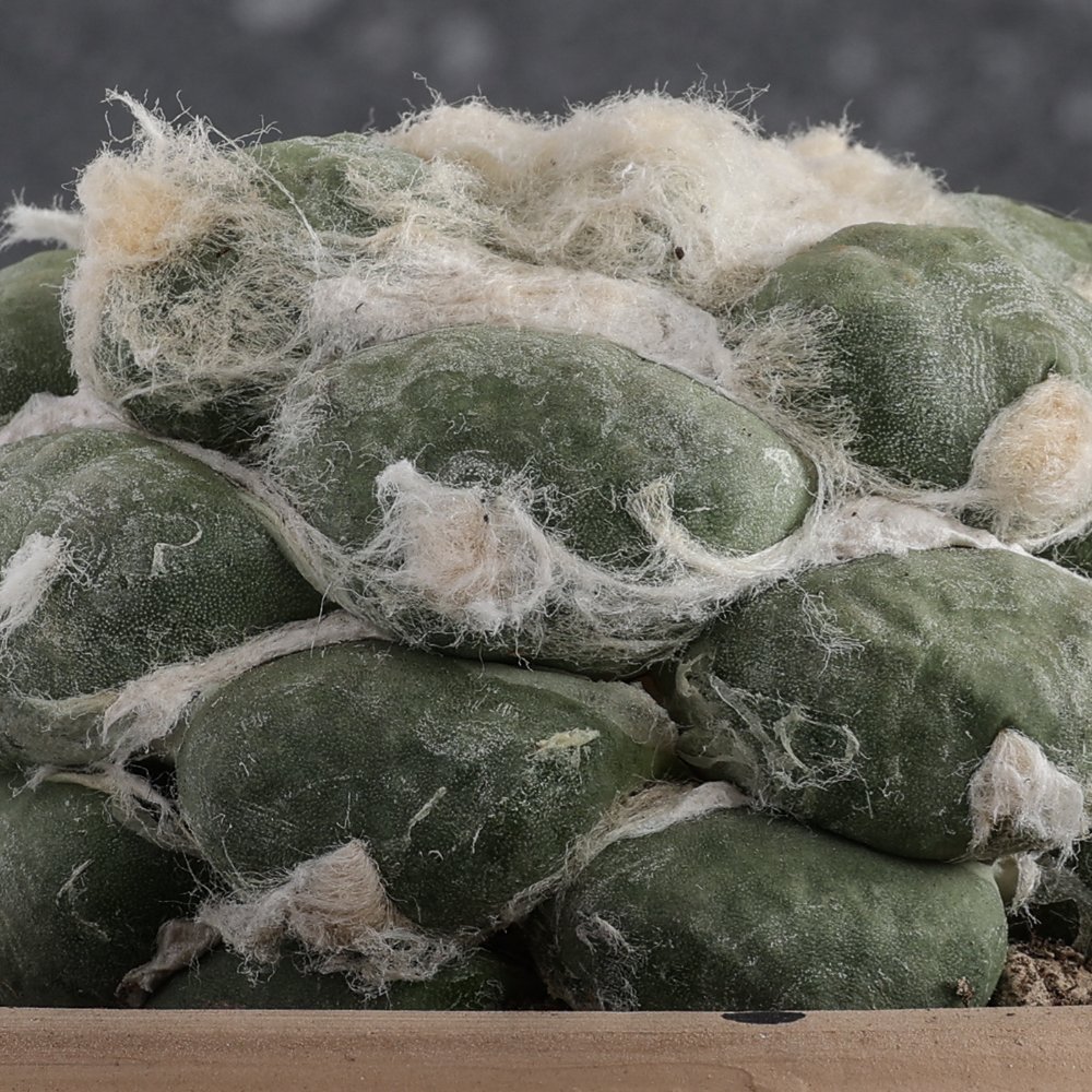 Ariocarpus hybrid Ø 14 cm