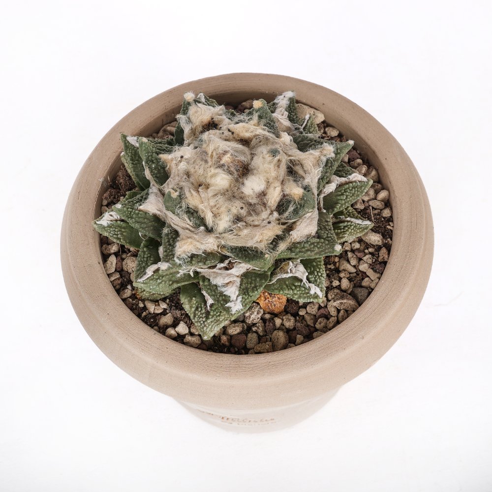 Ariocarpus hybrid Ø 14 cm