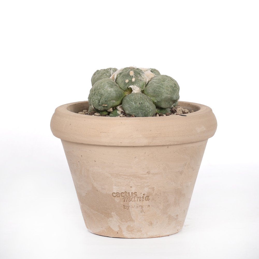 Ariocarpus hybrid Ø 14 cm