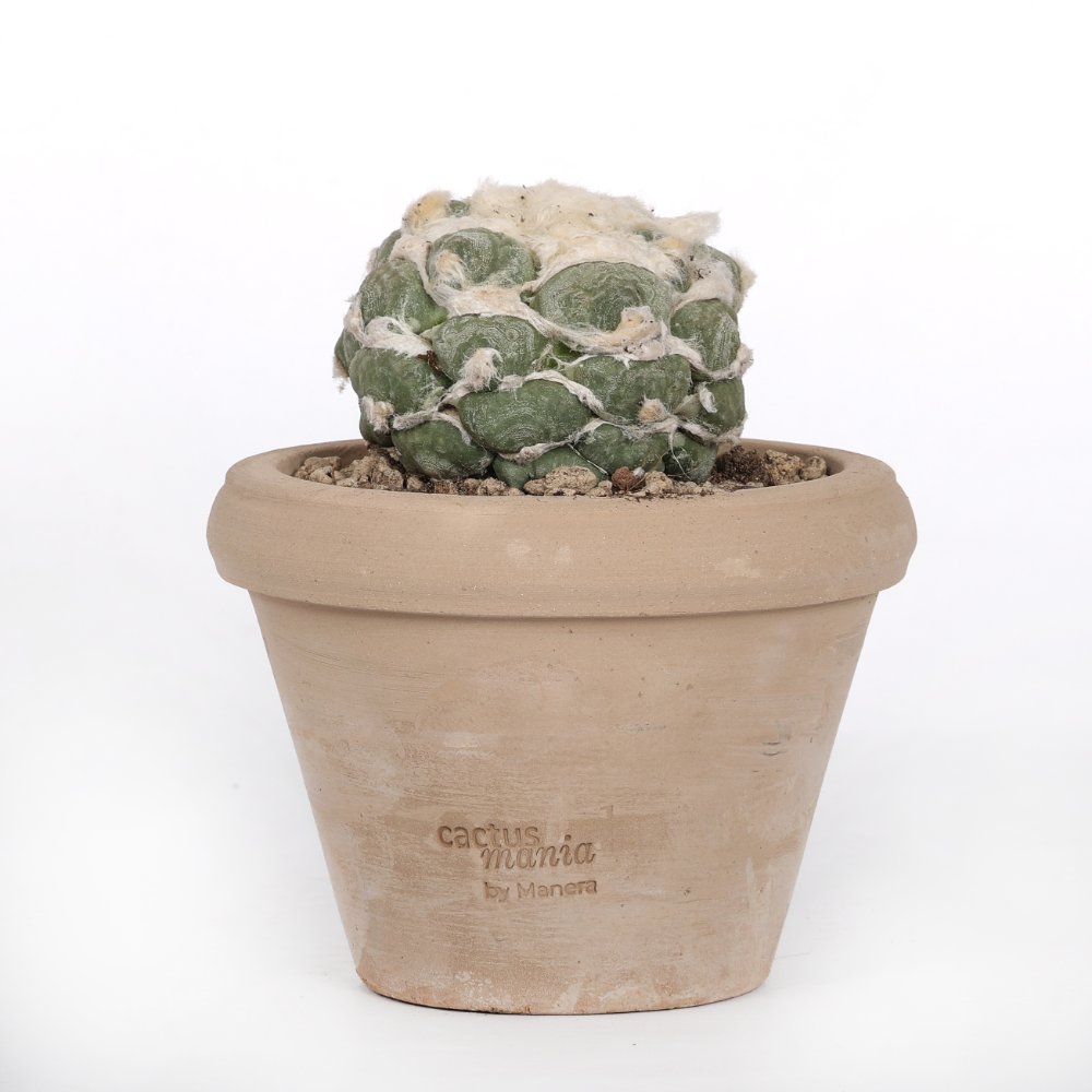 Ariocarpus hybrid Ø 14 cm