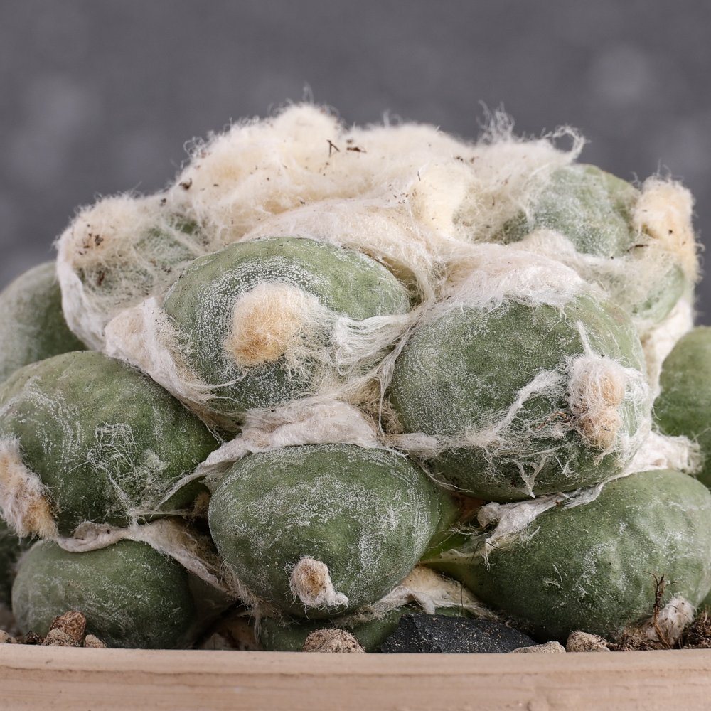 Ariocarpus hybrid Ø 14 cm