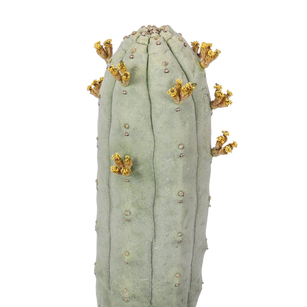 Euphorbia abdelkuri Ø 14 cm