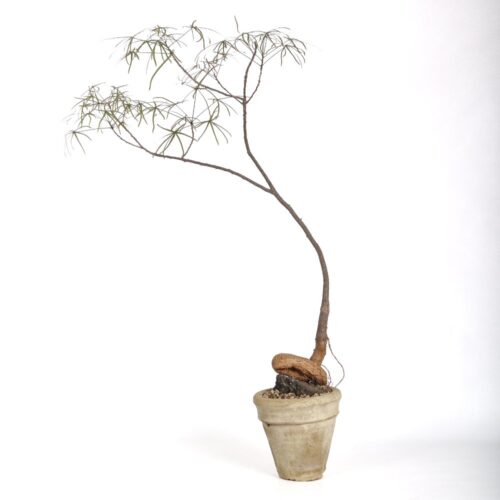 Brachychiton rupestris (Albero bottiglia) Ø 15