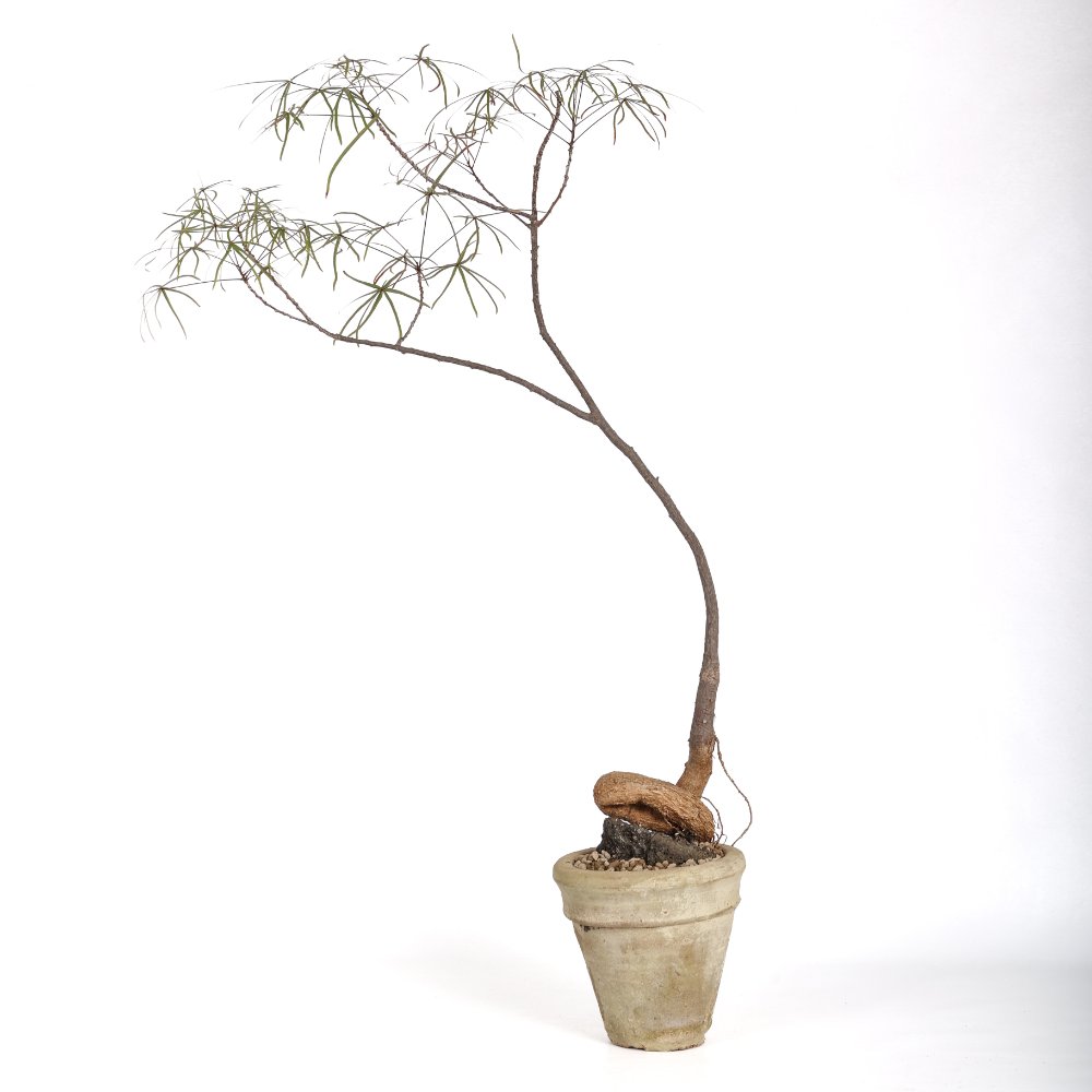 Brachychiton rupestris (Albero bottiglia) Ø 15