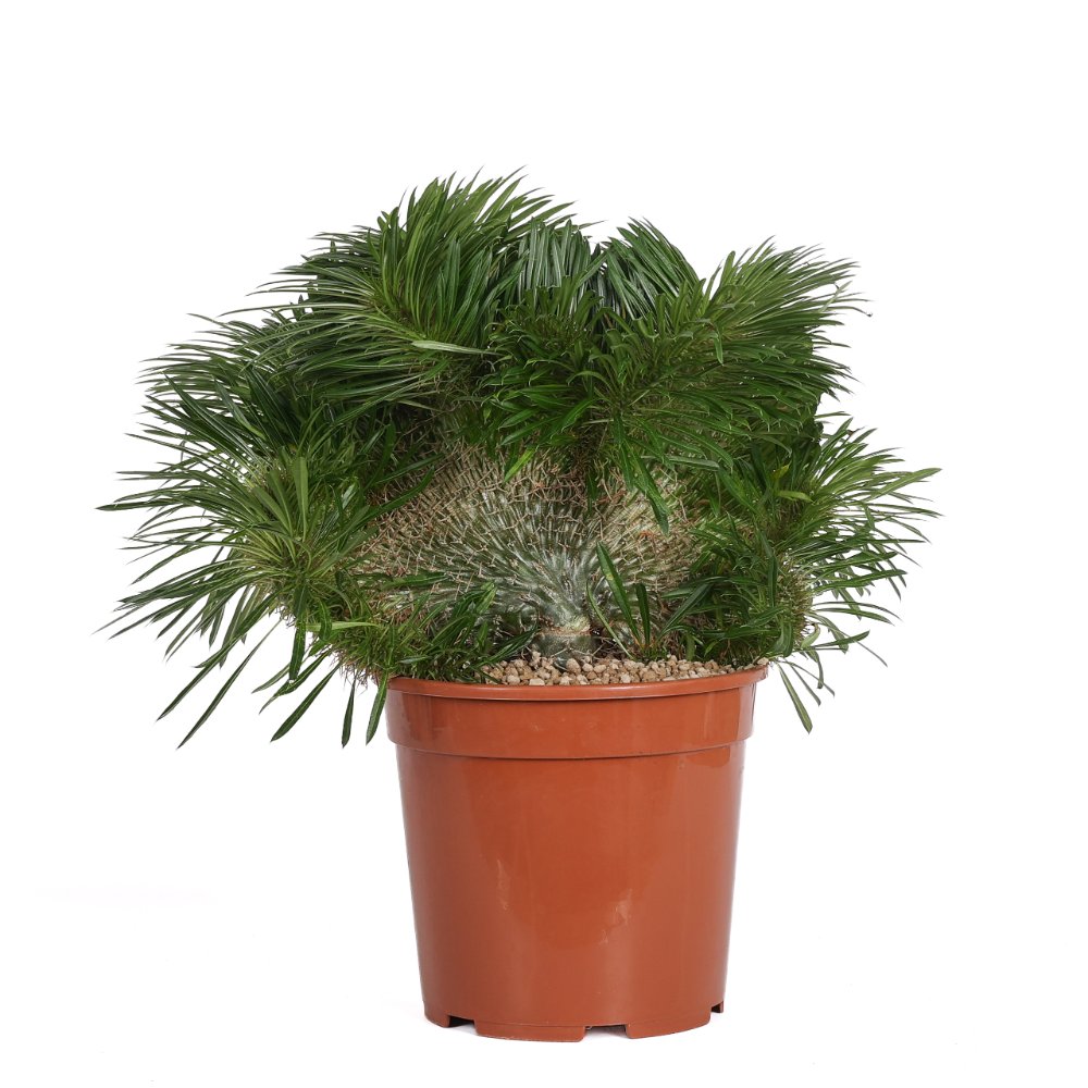 Pachypodium lamerei f. crestata Ø 25 cm