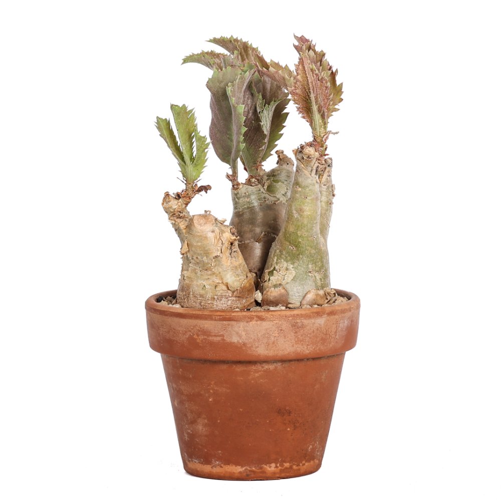 Cyphostemma juttae Ø 15 cm