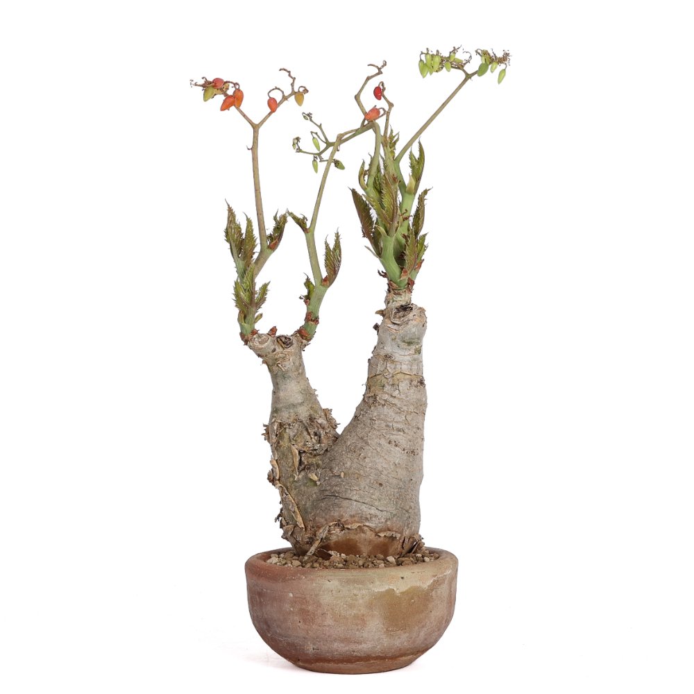 Cyphostemma juttae Ø 17 cm