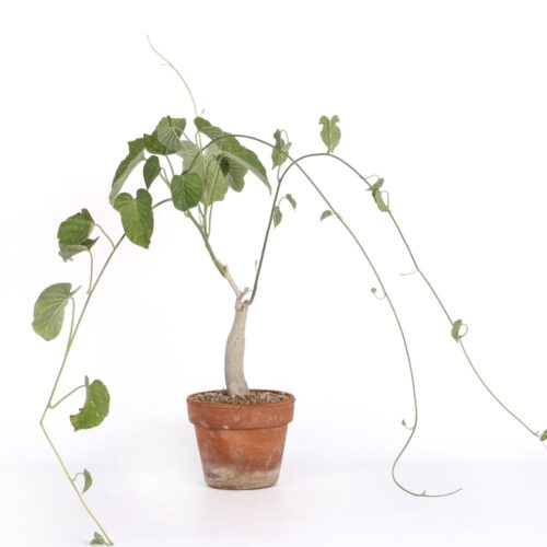 Ipomoea lapidosa Ø 15