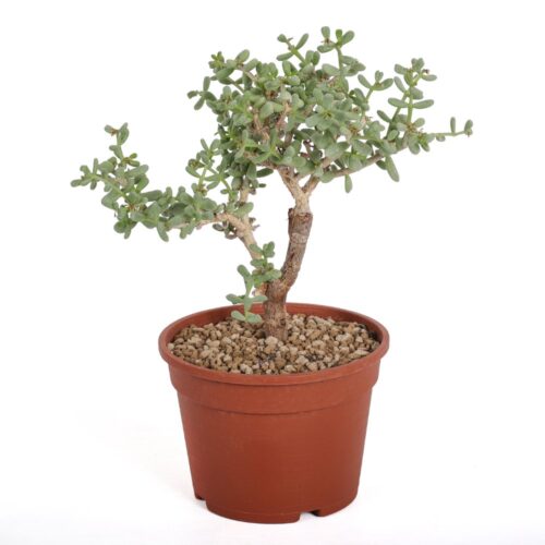 Portulacaria pygmaea Ø 16