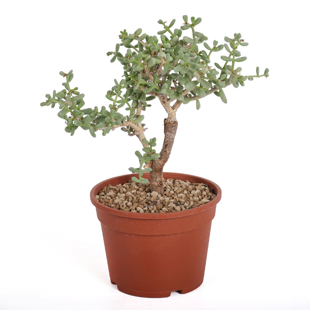 Portulacaria pygmaea Ø 16